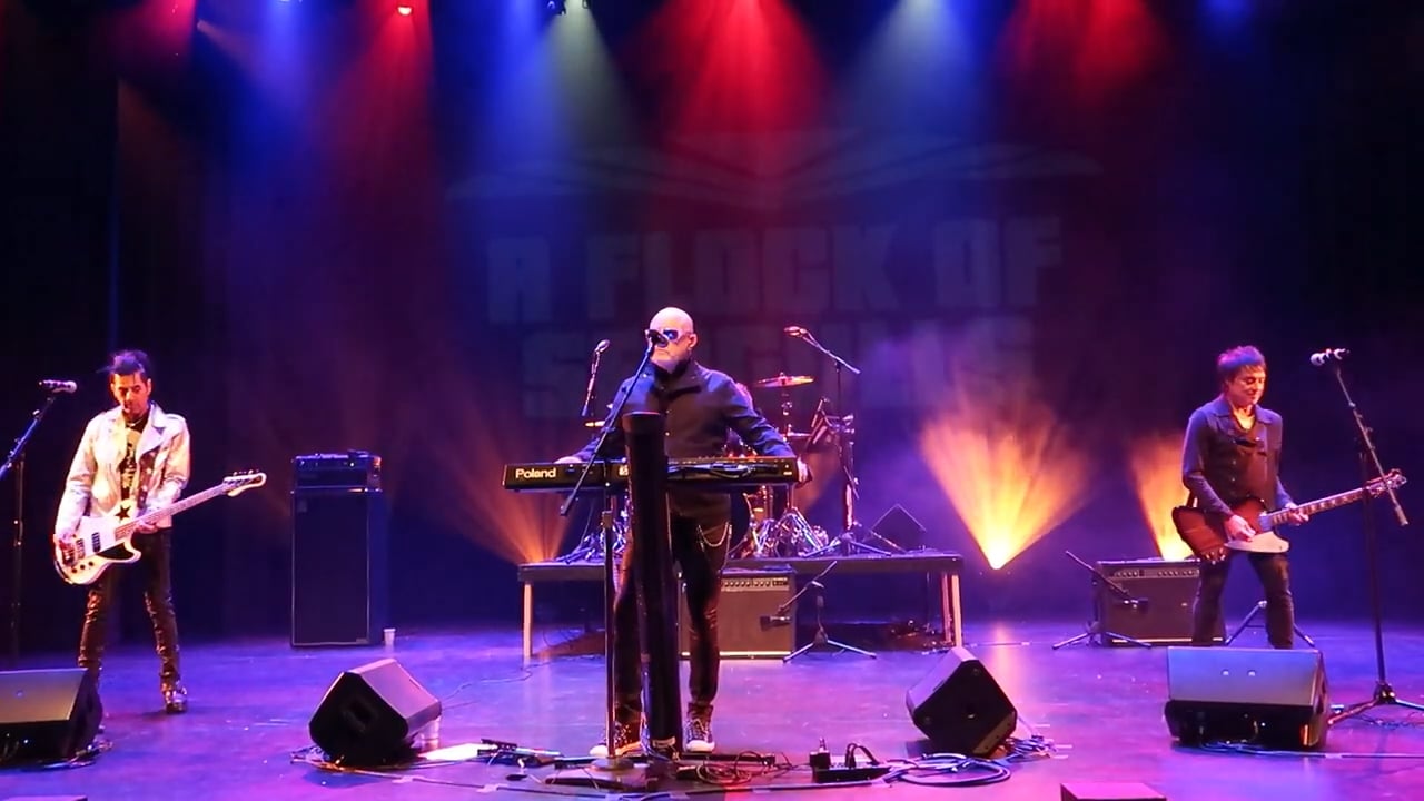 A_Flock_of_Seagulls (13)
