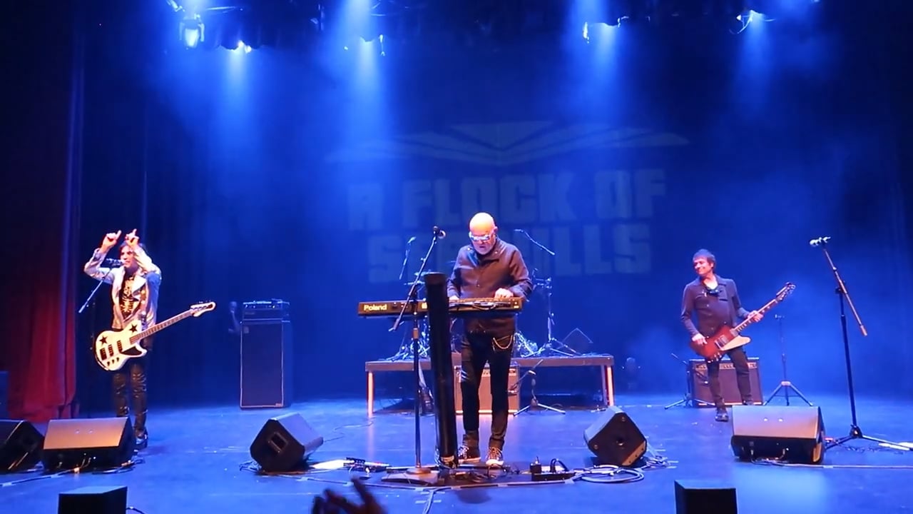 A_Flock_of_Seagulls (6)
